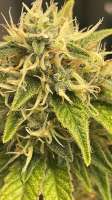 Seed Junky Genetics Wedding Cake Bx1 - foto de Delirium