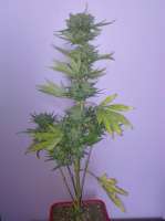 Seedmakers Seeds Auto Critical - foto de txnii