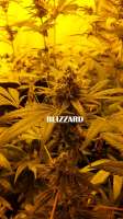 Seedmakers Seeds Blizzard - foto de admin