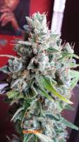 Seedmakers Seeds Blizzard - foto de admin