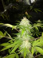 Seedmakers Seeds Jack Widow - foto de tencer