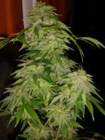 Seedmakers Seeds Jack Widow - foto de tencer