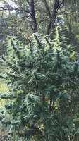 Seedsman Alaskan Purple - foto de canofthiscannabis