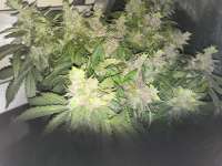 Seedsman Auto Blue Cush - foto de PriestSmiler