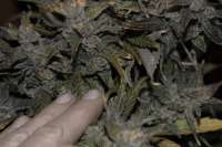 Seedsman Auto Critical Ogre 'Big 'N Fast' - foto de hermantrage