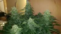 Seedsman Auto Deep Blue - foto de Tomliboo