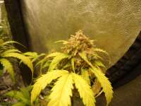 Seedsman Auto White Widow - foto de kyuss