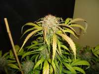 Imagen de kyuss (Auto White Widow)