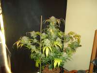 Imagen de kyuss (Auto White Widow)