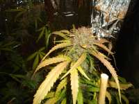 Seedsman Auto White Widow - foto de kyuss