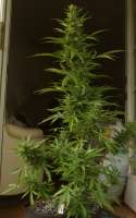 Imagen de hermantrage (Auto White Widow)