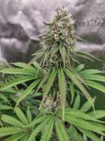 Seedsman Badazz OG Cheese - foto de Cheeseman