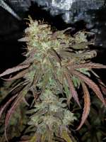 Imagen de Dopestdopegrower (Doctor Seedsman CBD 30 1)