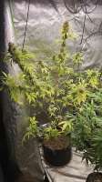 Seedsman Original Skunk #1 - foto de BoTrytis