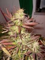 Imagen de Dunkelhut6 [Skunk Haze]