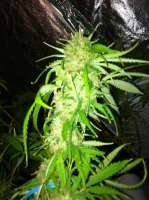 Imagen de drsizzurp69 (Swazi Skunk)