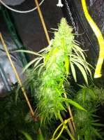 Imagen de drsizzurp69 (Swazi Skunk)