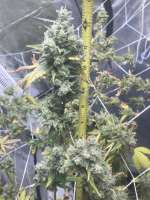 Seedsman The White OG - foto de JohnnyDD