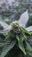 Seedsman White Widow - foto de Mmcma17