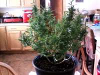 Seedsman White Widow - foto de solidbuds