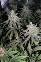 Sensi Seeds Banana Frosting - foto de Tierraprometidaorg