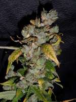 Imagen de TeamAmadeus (Big Bud)