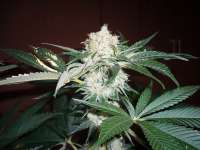 Imagen de merlin (Big Bud)