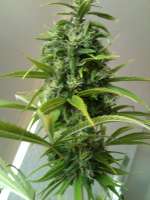 Imagen de N0b0dY (Big Bud)