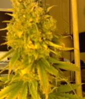 Imagen de sievers (Big Bud)