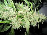 Imagen de ARZTdurchlassen (Big Bud)