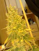 Imagen de sievers (Big Bud)