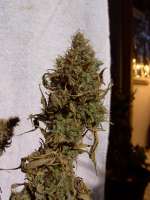 Imagen de mrnicex [Big Bud]