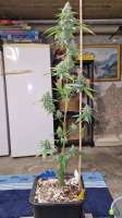 Sensi Seeds Big Bud - foto de Weed420Haze