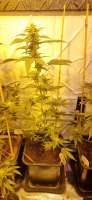 Sensi Seeds Big Bud - foto de Weed420Haze