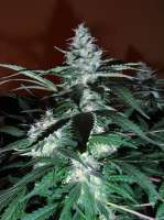 Imagen de Weedit (Black Domina)