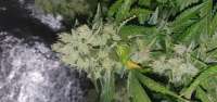 Imagen de herbiegrowsbananas (Black Domina)