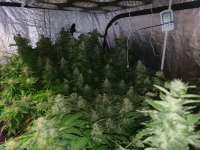 Imagen de herbiegrowsbananas (Black Domina)