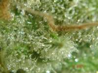 Imagen de admin (Black Domina)