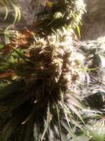 Imagen de Renegade (California Indica)