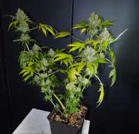 Sensi Seeds Durban - foto de hazerael