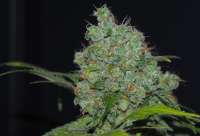 Sensi Seeds Durban - foto de hazerael