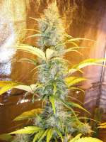 Sensi Seeds Early Pearl - foto de makalister