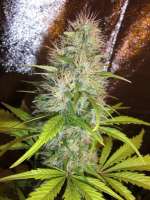 Sensi Seeds Early Pearl - foto de makalister