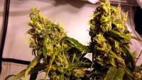 Sensi Seeds Ed Rosenthal Super Bud - foto de hoppmann