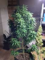 Imagen de Idfix (Hindu Kush)