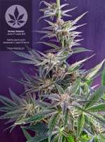 Sensi Seeds Jack Flash #5 - foto de pineappleltd