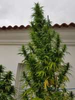 Sensi Seeds Jack Herer - foto de MedicinalException