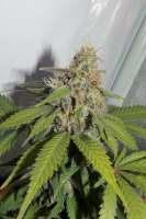 Imagen de hemp47 (Jack Herer)