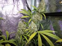 Imagen de hemp47 (Jack Herer)