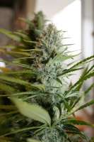 Sensi Seeds Marleys Collie - foto de mrnicex